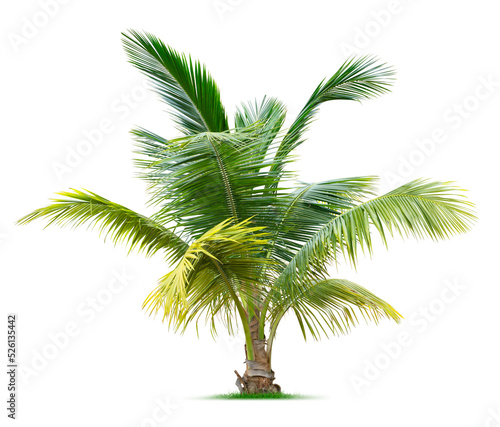 Young palm tree photo