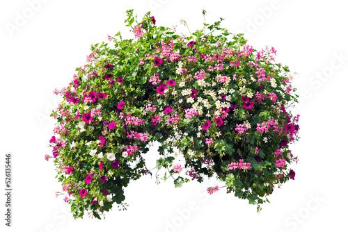 Colorful flower bush isolated oh white background. PNG masked background.
