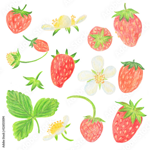 Fototapeta Naklejka Na Ścianę i Meble -  set of strawberries on a white background from berries and flowers. hand-drawn with pencils