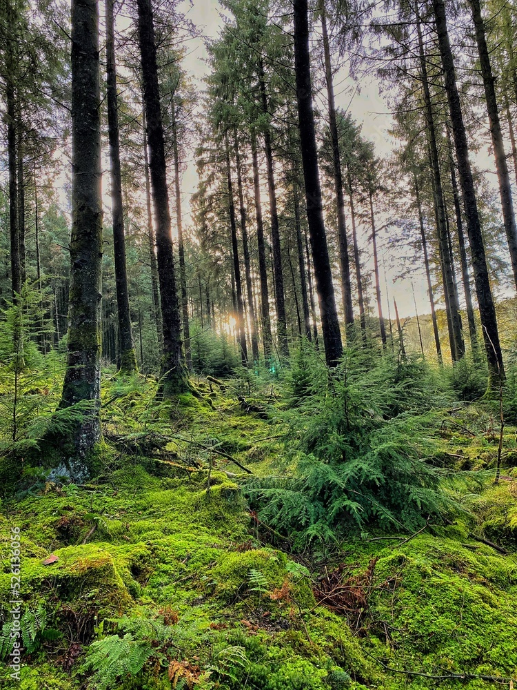 Fototapeta premium photos from Ireland