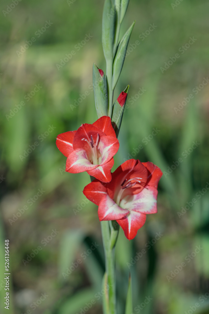 Obraz premium Red-white gladiolus flower in a garden. Focus on the upper blossom.