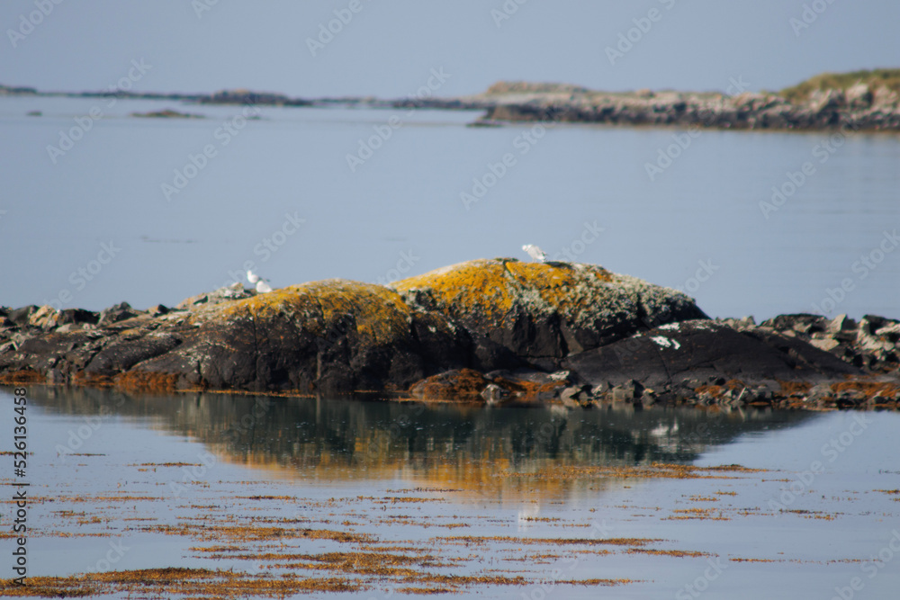 sea birds on a rock i the ocean