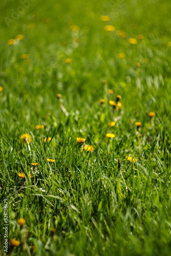 Yellow dandelions