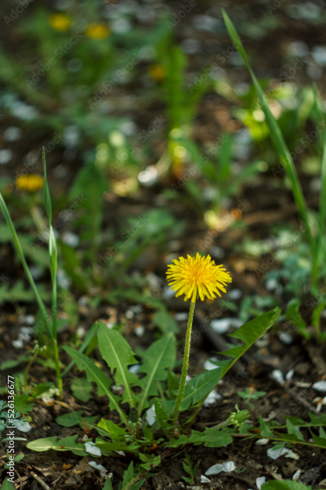 Yellow damdelion Yellow damdelion