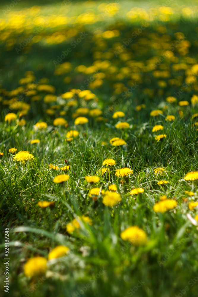 Fototapeta premium Yellow dandelions