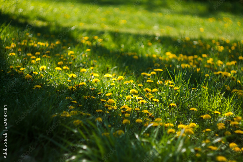 Fototapeta premium Yellow dandelions
