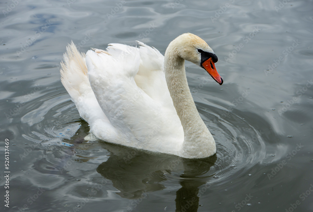 Swan on Lake Gorodishchenskoe, Izborsk, Pskov region, Russia Swan on Lake Gorodishchenskoe, Izborsk, Pskov region, Russia