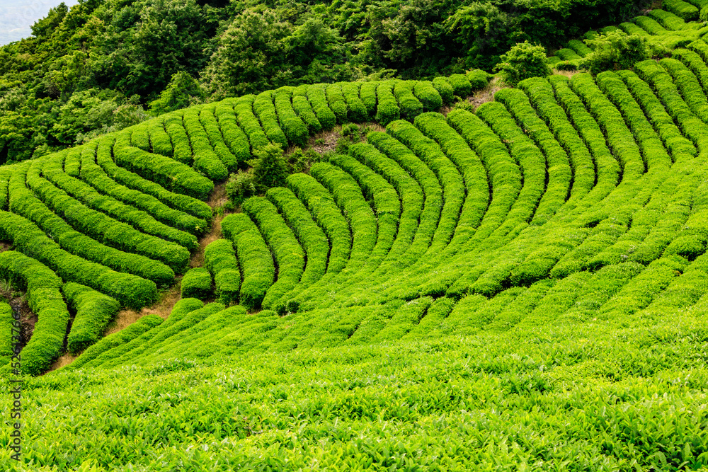 Tea garden scenery.