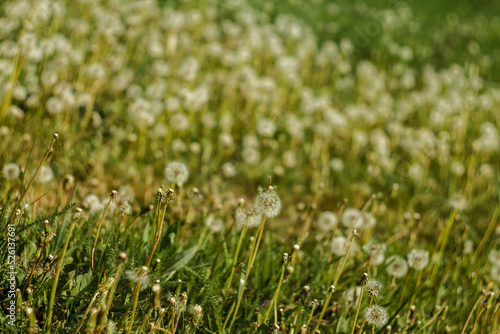 Fluffy dandelions