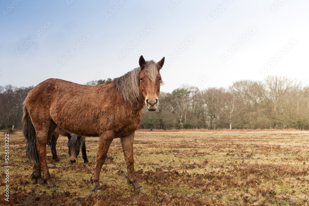 Two New Forest ponies on heathland outside of Brockenhurst, Hampshire, UK. Two New Forest ponies on heathland outside of Brockenhurst, Hampshire, UK.