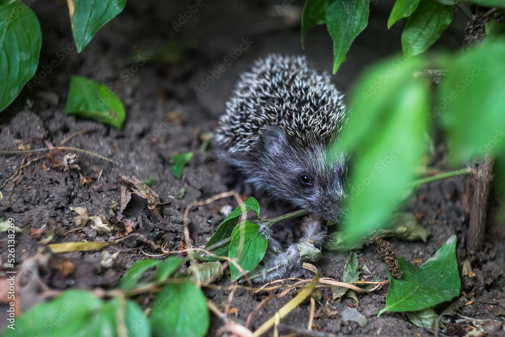 Fototapeta premium Hedgehog in the bushes