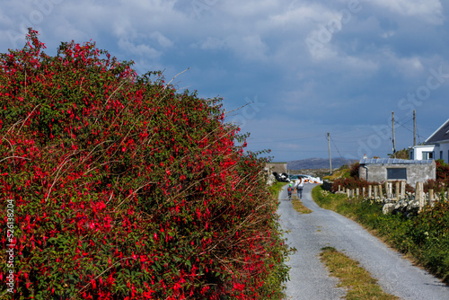 Fotografija Irish hedgerow with fuchsias in flower and long country lane.