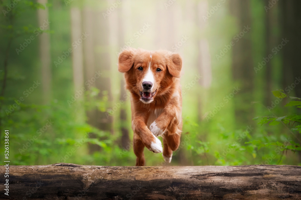 Obraz Skaczący pies fototapeta, plakat