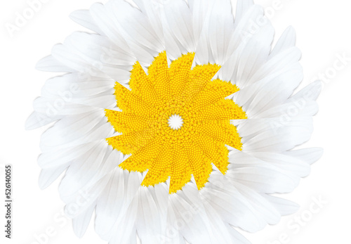 Abstract chamomile repetitions background