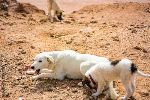 Homeless dogs in the desert