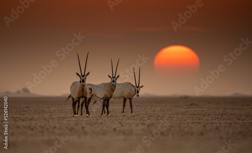 Group of antelopes in the safari at sunset