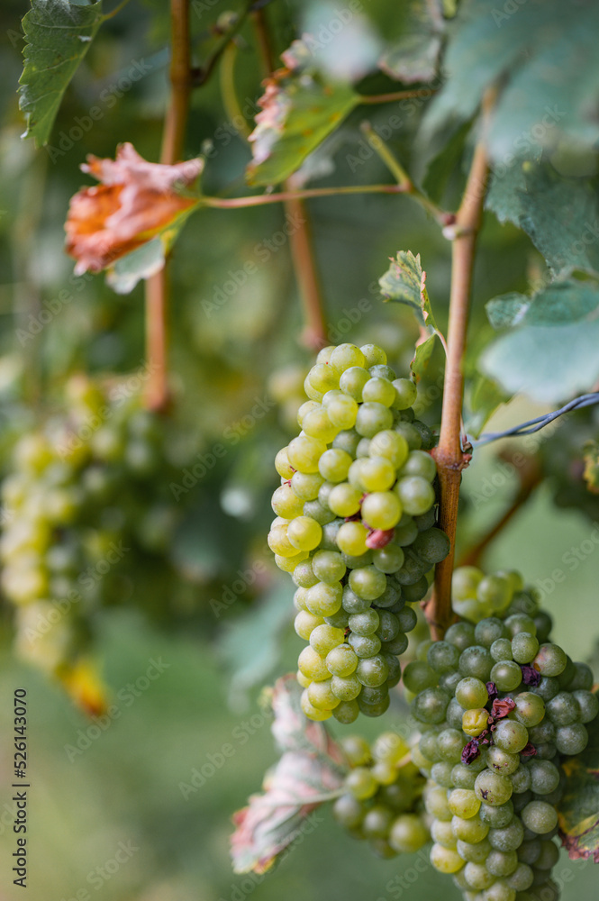 Fototapeta premium bunch of grapes