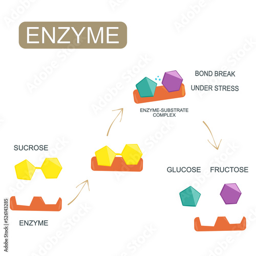 Enzymatic system lock and key matching biochemical in body