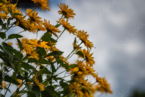 yellow leaves