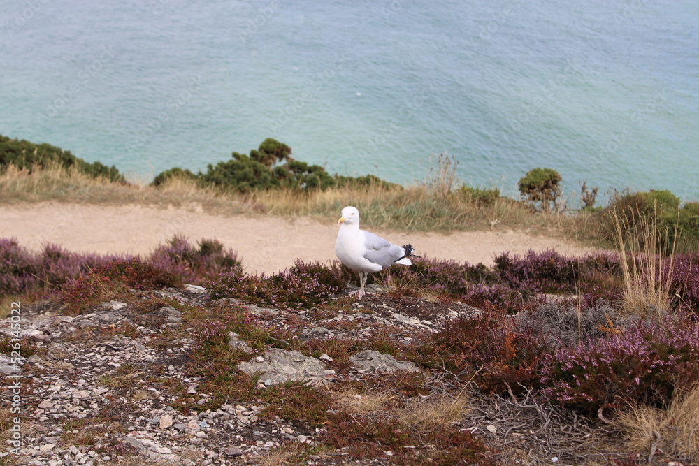 Fototapeta premium Howth, Irland