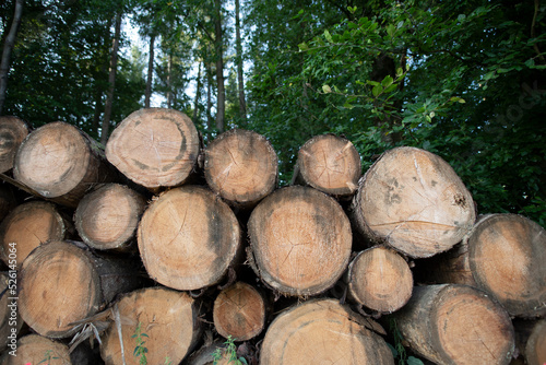 Holz als Rohstoff  gef  llte Baumst  mme gestapelt im Wald