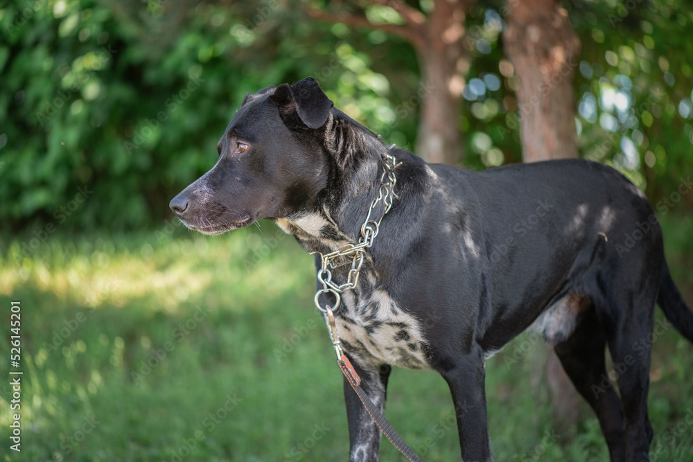 A black angry labrador in a metal collar is tied to a tree in the park. A black angry labrador in a metal collar is tied to a tree in the park.