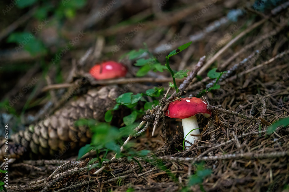 a small sickener, russula emetica, on the forest floor at a sunny summer morning a small sickener, russula emetica, on the forest floor at a sunny summer morning