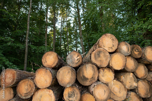 Holz als Rohstoff, gefällte Baumstämme gestapelt im Wald