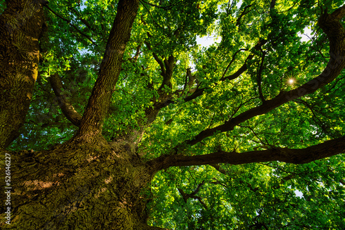 Looking up an oak tree crown with spring green foliage and sunstar in Germany