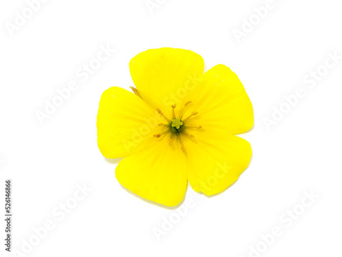 Close up the yellow flower of devil's thorn on white background.