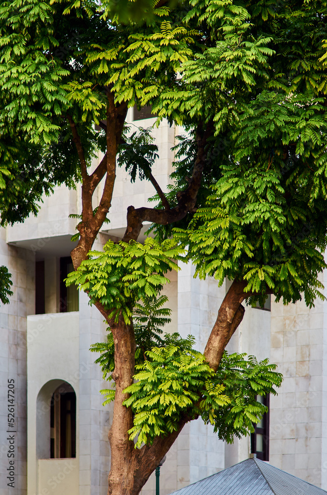 beautiful tropical green tree in front of a white building