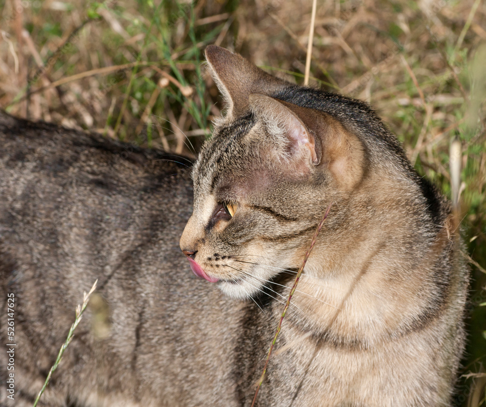Gatto domestico, Felis catus, gatto tigrato, occhi ambrati, lingua, gatto all'aperto Gatto domestico, Felis catus, gatto tigrato, occhi ambrati, lingua, gatto all'aperto