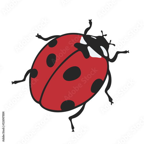 Cute ladybug and ladybird with black dots. Summer bug