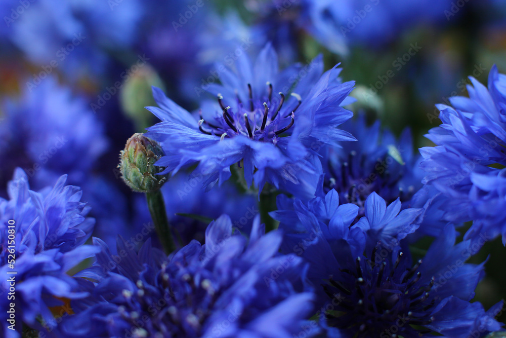 Fototapeta premium blurred floral background, bouquet of wild blue cornflowers 