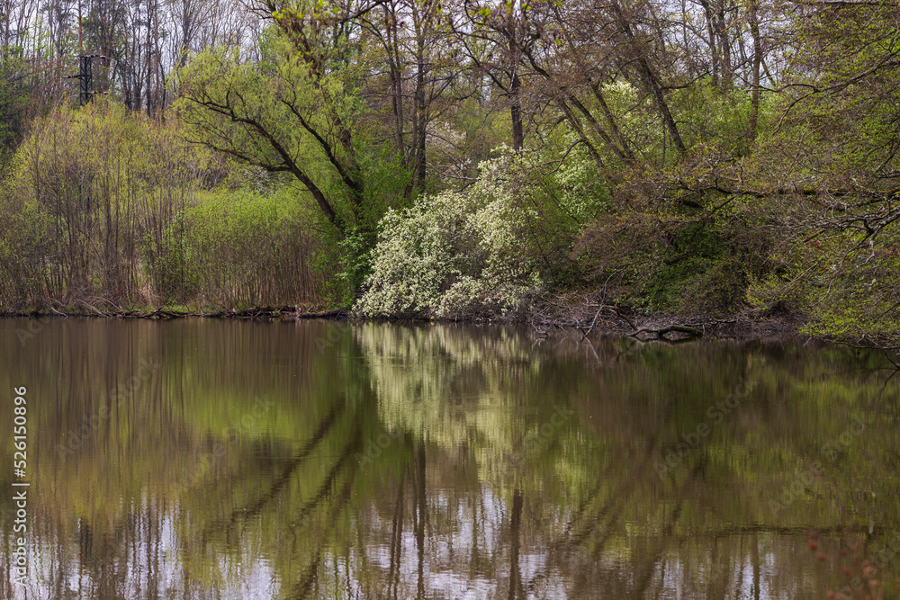 Spring landscape by the pond. There is grass around and blue clouds in the sky.