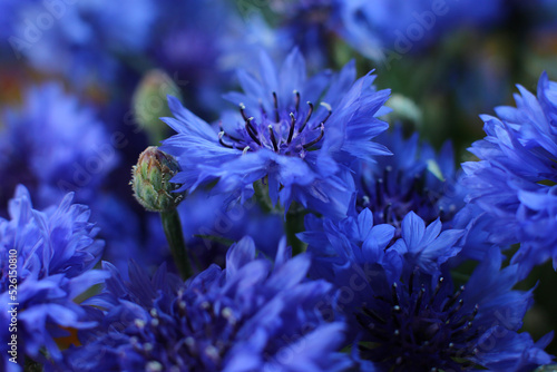 blurred floral background, bouquet of wild blue cornflowers 