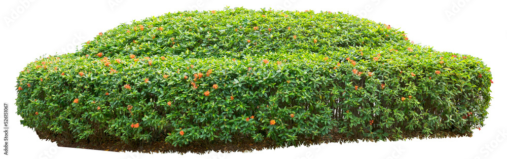 green hedge on white background. PNG file.