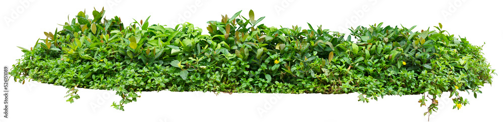Green garden plant isolated on white. PNG file. Green garden plant isolated on white. PNG file.