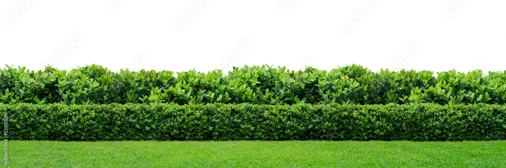Obraz premium Green hedge
