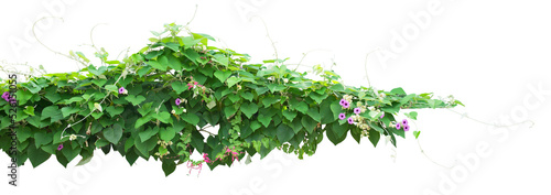 Wild creeper plan on white background. PNG file.