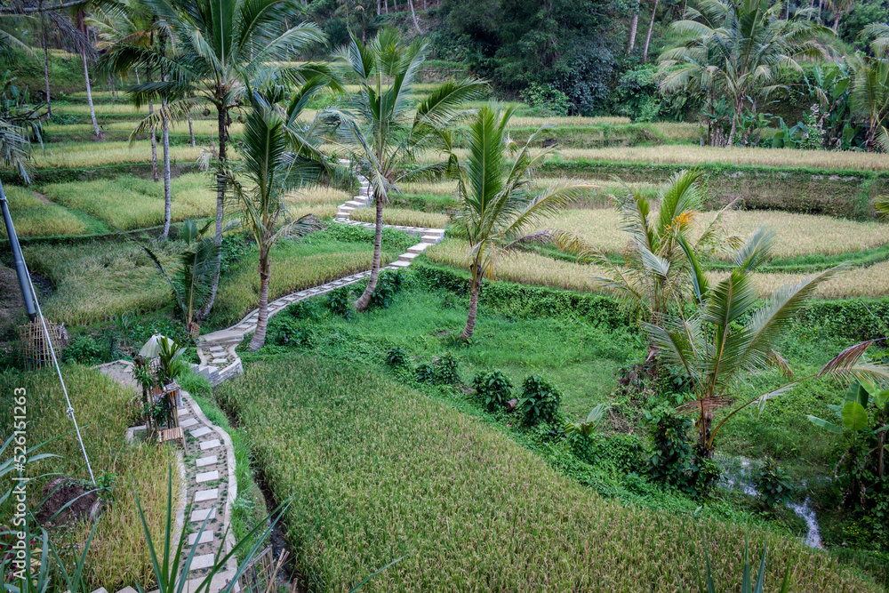 landscape of rice fields in bali Indonesia
