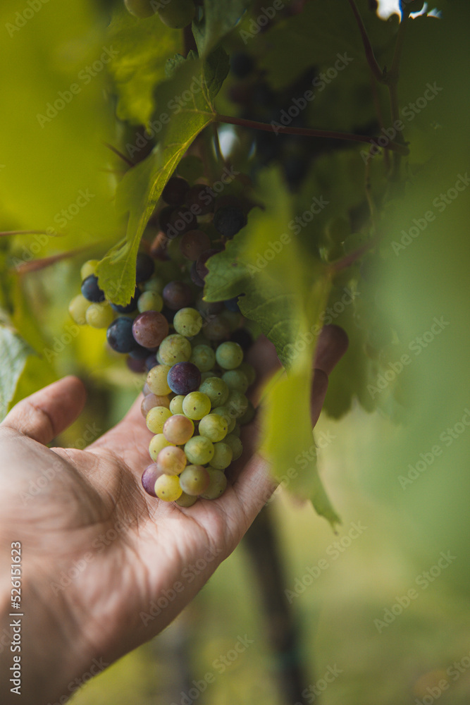 picking grapes