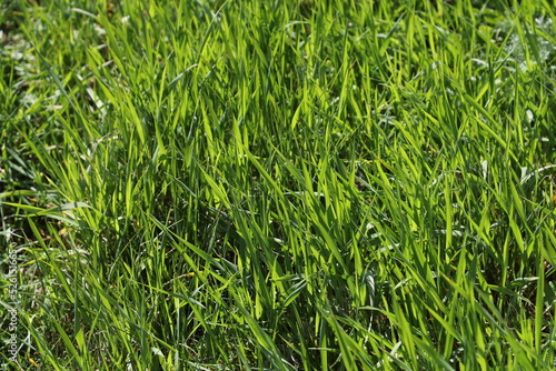 Green bright young grass. Sunlight lawn. 