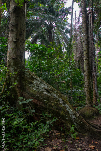 Semuliki National Park in Fort portal in Uganda