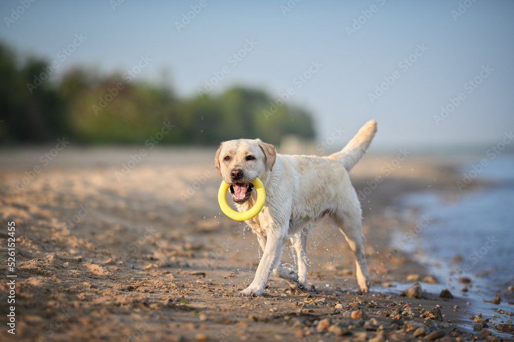 labrador dog playing with a toy on the beach