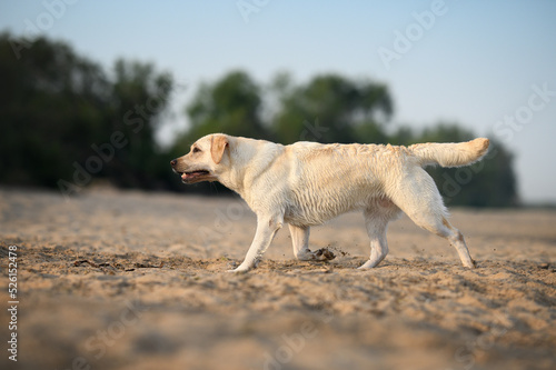 labrador dog walking on the beach © otsphoto