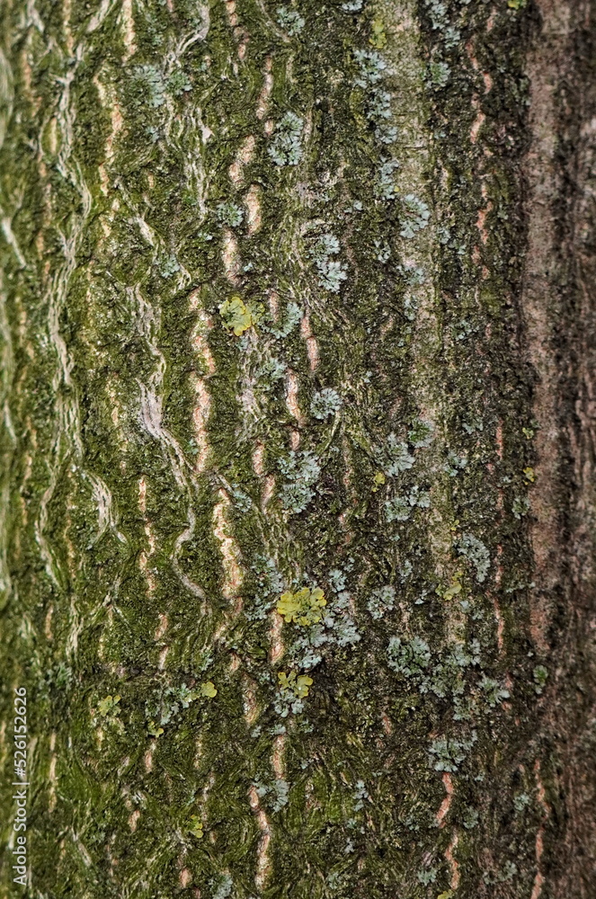 Natural background of tree brown textured bark with gray and yellow foliose lichens Natural background of tree brown textured bark with gray and yellow foliose lichens