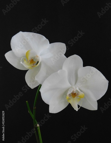 Fototapeta Naklejka Na Ścianę i Meble -  white orchid on black background