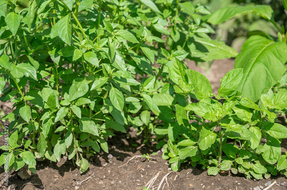 庭のレモンバジルとホーリーバジル