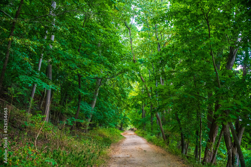 path in the forest path in the forest